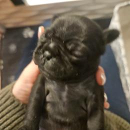 Black female - Black female Pug puppy in Canterbury, Connecticut from Pug Palace Kennel