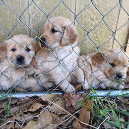 Orange collar - girl - Golden female Golden Retriever puppy in Bethel, Ohio from Agnes' Golden Retrievers