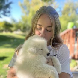 Samoyed Puppies from Sugar Sweet Samoyeds