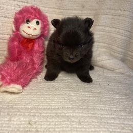 Pomeranian Puppies from Council Creek Cuties