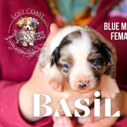 Basil - Blue merle female Miniature American Shepherd puppy in Ferndale, California from Lost Coast Aussies
