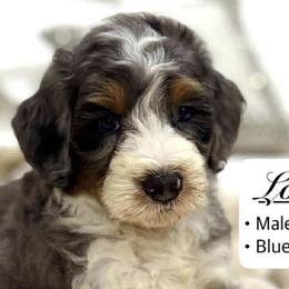 Assorted Doodle Crosses, Bernedoodles, and Goldendoodles from T.M. Poodles & Doodles