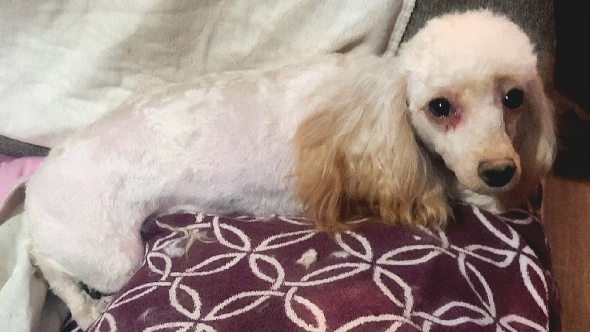 Phoebe - Poodle