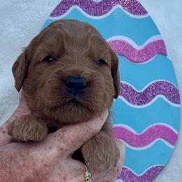 Peach - Red  female Goldendoodle puppy in Indian Trail, North Carolina from Castleberry Doodles and Poodles