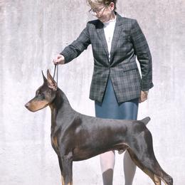 Leo - Doberman Pinscher