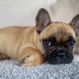 French Bulldog Puppies from Bailey French Bulldogs