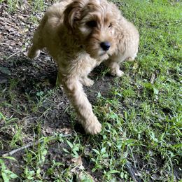 Goldendoodle Puppies from Coal Country Doodles