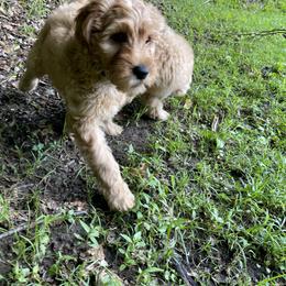 Goldendoodle Puppies from Coal Country Doodles