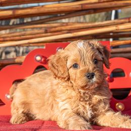 Cavapoo puppies from Clark County Cavapoos