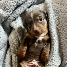Bucky - Piebald male Dachshund puppy in Senoia, Georgia from Honey Creek Doxies