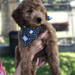 Goldendoodle Puppies from JD GoldenDoodles