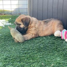 Boy 2 - Wheaten male Soft Coated Wheaten Terrier puppy in Dragoon, Arizona from Wild West Wheatens