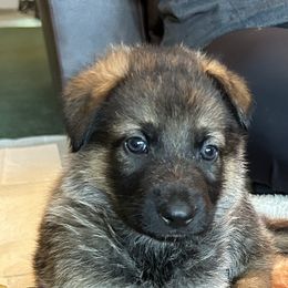 German Shepherd Puppies from K&L Kennels