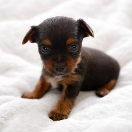 Soren - Black and tan male Yorkshire Terrier puppy in Iron Mountain, Michigan from Celestial Family Terriers (Yooper Yorkies)