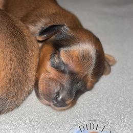 Roman - Red male Dachshund puppy in Clarksdale, Mississippi from Bo Didley's Doxies