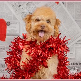 Valeria - Red female Bernedoodle puppy in Connersville, Indiana from Deaz Doodle Ranch