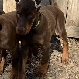 Doberman Pinscher Puppies from Von Schaaf Haus DuPree