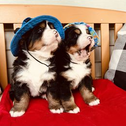 Bernese Mountain Dog Puppies from Baby Berners