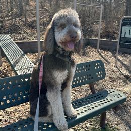 Monroe - Poodle
