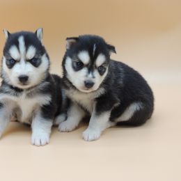 Pomsky and Siberian Husky Puppies from Beastly Beauties Huskies & Pomskies