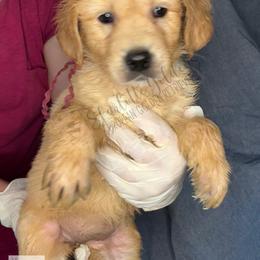 Nebula (purple) - Golden female Golden Retriever puppy in Argyle, Texas from Skarlotte Goldens, LLC