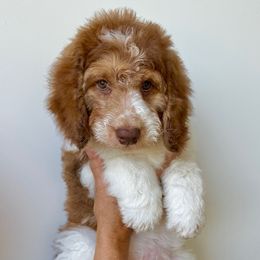 Ryder - Tri-color male Bernedoodle puppy in Greeneville, Tennessee from My Two Doodles
