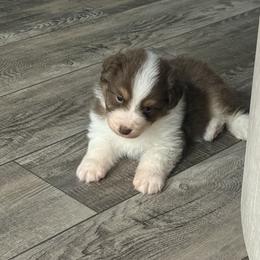 Red to boy 3 - Red tri-color male Australian Shepherd puppy in Saint Augustine, Florida from NorthBeach Aussies