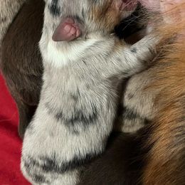 Australian Shepherd Puppies from Dream E River Ranch