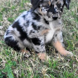 Sol - Blue merle male Australian Shepherd puppy in San Tan Valley, Arizona from Mott Ranch - Blazin' Sun Aussies