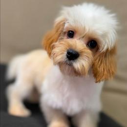 Truly - Sable female Cavapoo puppy in Lebanon, Kentucky from Mosaic Merle Doodles