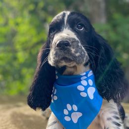 Cletus - Black and white male English Springer Spaniel puppy in Crawford, Tennessee from Lilly Lane Spaniels