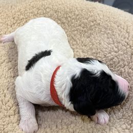 Red collar boy - male Newfypoo puppy in Fairfield, California from Twin Sisters Doodles