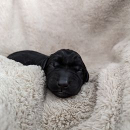 Dilute Retriever and Labrador Retriever Puppies from LC Hunting Labs, LLC.