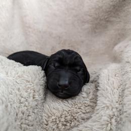 Dilute Retriever and Labrador Retriever Puppies from LC Hunting Labs, LLC.