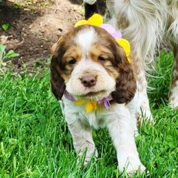 Maple - Liver white and tan female English Springer Spaniel puppy in Derby, Vermont from Ledge N' Tree English Springer Spaniels