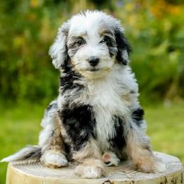 Australian Shepherd and Aussiedoodle Puppies from Foothill Aussies