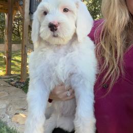 Auggie - Red - Cream male Goldendoodle puppy in Ruthorfordton, North Carolina from Duncan Doodles Goldendoodles