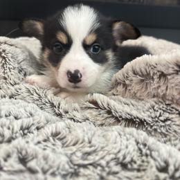 Zazu - Black and tan male Pembroke Welsh Corgi puppy in Washington from KB Corgis