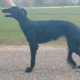 Borzoi and Silken Windhound All Grown Up from Avalon