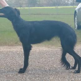 Borzoi and Silken Windhound All Grown Up from Avalon