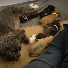Schnoodle Puppies from Noodle Tings Puppies