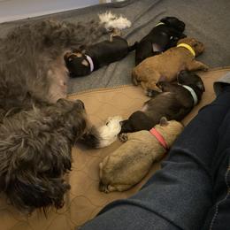 Schnoodle Puppies from Noodle Tings Puppies