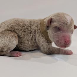 Mr Brown - Cream male Goldendoodle puppy in Lebanon, Pennsylvania from Robertson's Retrievers and Doodles