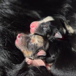 Blair - Blue merle female Australian Shepherd puppy in Salem, Oregon from Steady Aim Aussies
