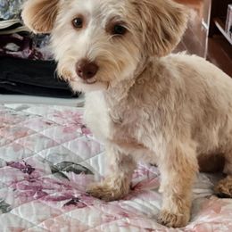 Maltipoo, Yorkipoo, and Yorkshire Terrier All Grown Up from Mandy's Poodle's