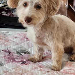 Maltipoo, Yorkipoo, and Yorkshire Terrier All Grown Up from Mandy's Poodle's