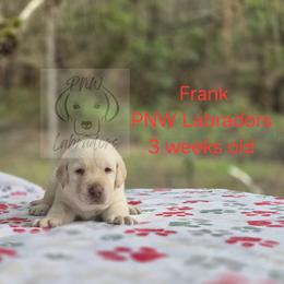 Frank - Yellow male Labrador Retriever puppy in Rogue River, Oregon from PNW Labradors