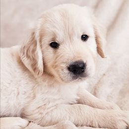 Black Collar - Light golden female Golden Retriever puppy in Coarsegold, California from Sierra Hills Retrievers