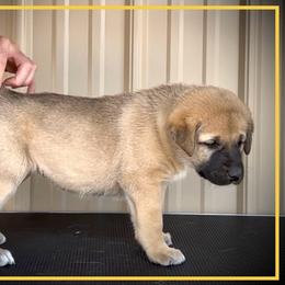 Yellow - Fawn female Anatolian Shepherd Dog puppy in Clark, Wyoming from Fyne Acres