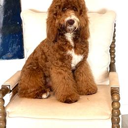 Roman - Goldendoodle